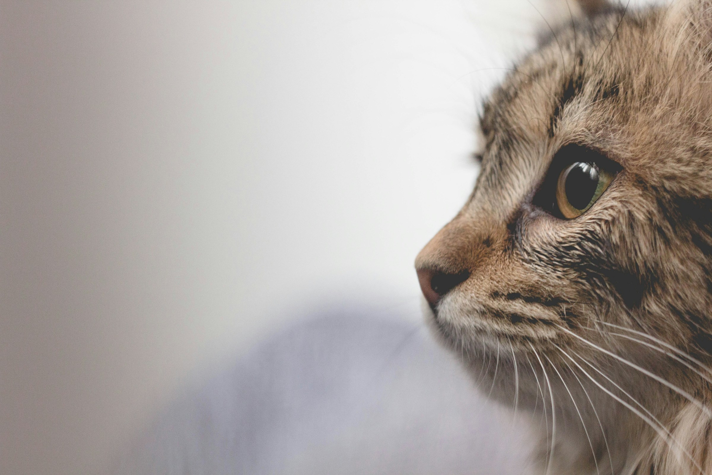 Ramus katinas veterinarijos klinikos aplinkoje